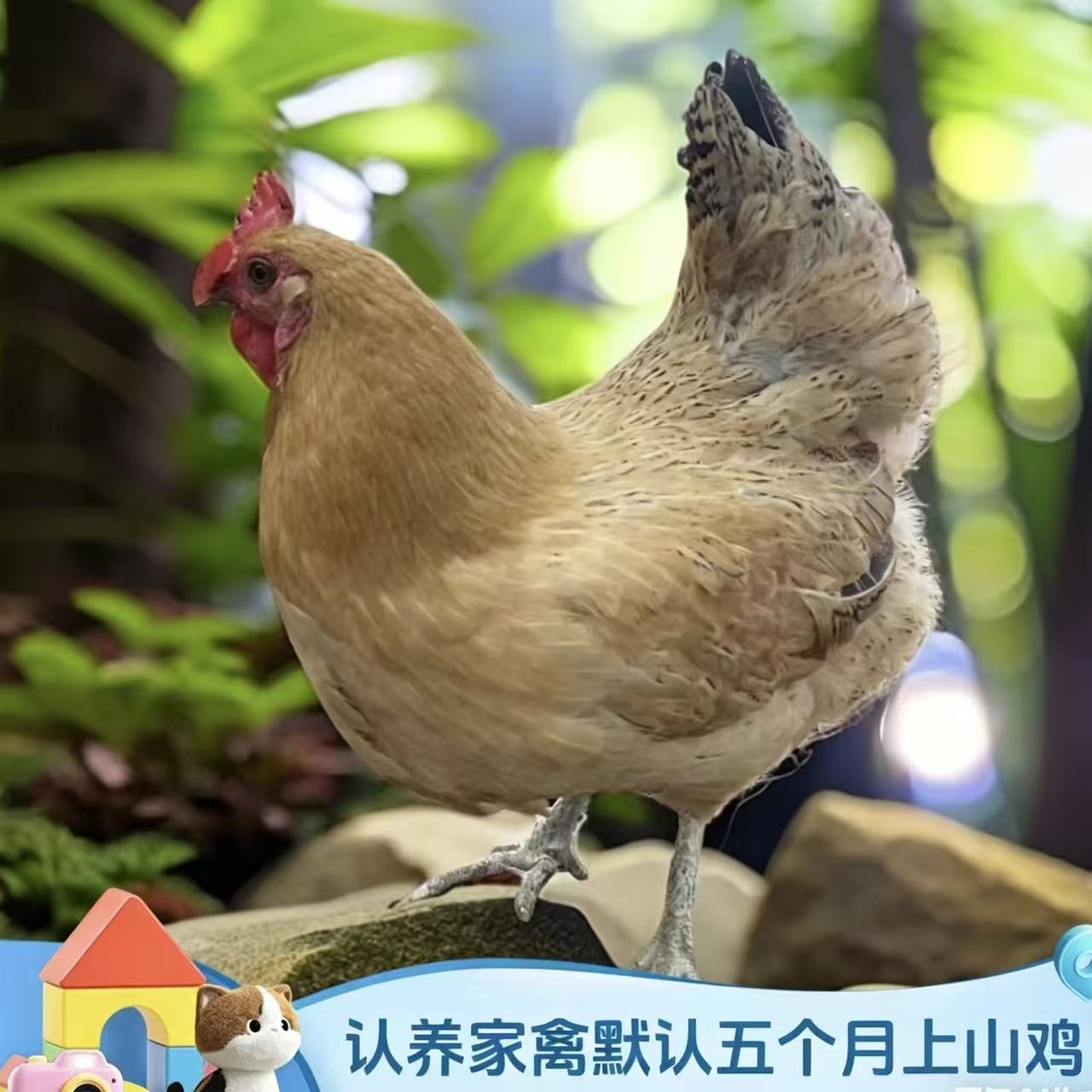 云认养土鸡智慧平台